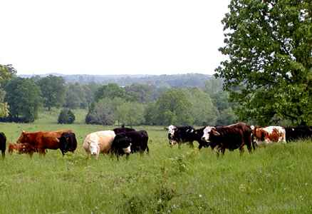 free-range-cattle-med