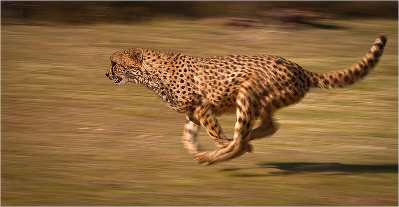 Scientists figure out fastest land animal, not cheetah - AKIpress News  Agency
