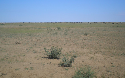 pasture degradation