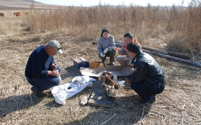 fossil skull