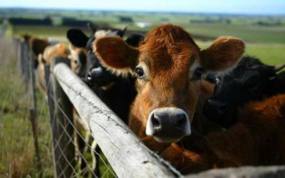 cattle-cow-livestock