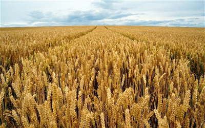 sown area-wheat-harvest