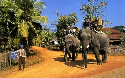 Laos elephants