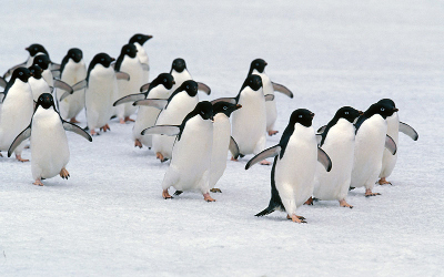 marching-adelie-penguins
