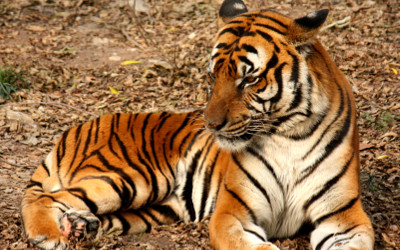 Chinese tiger