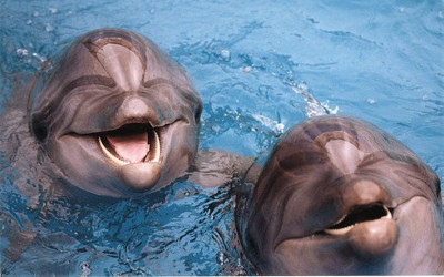 dolphines