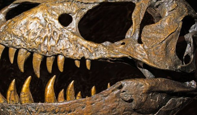 _95207159_tyrannosaurus_rex_dinosaur_skull-spl