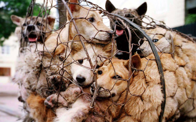 yulin-dogs-in-cages