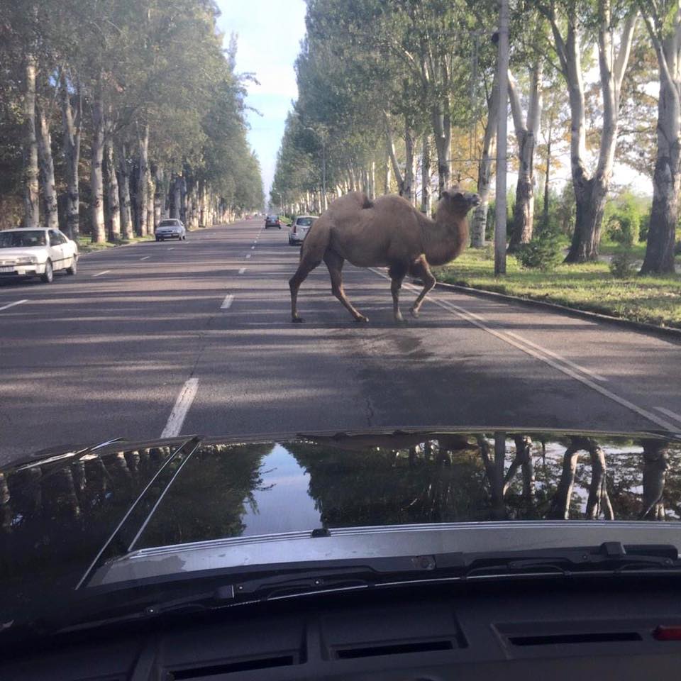 Фото дня. Верблюд: «Не мешайте мне, я перехожу дорогу»