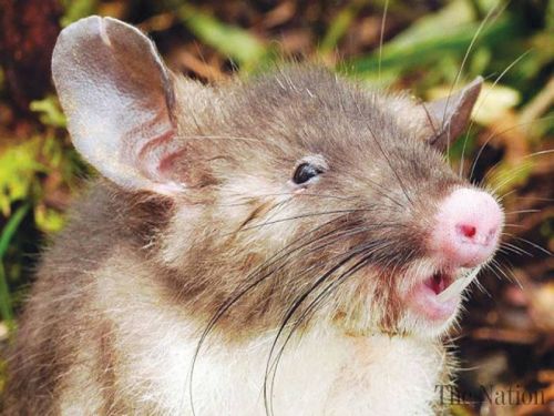 scientists-discover-hog-nosed-rat-in-indonesia-1444151065-8204
