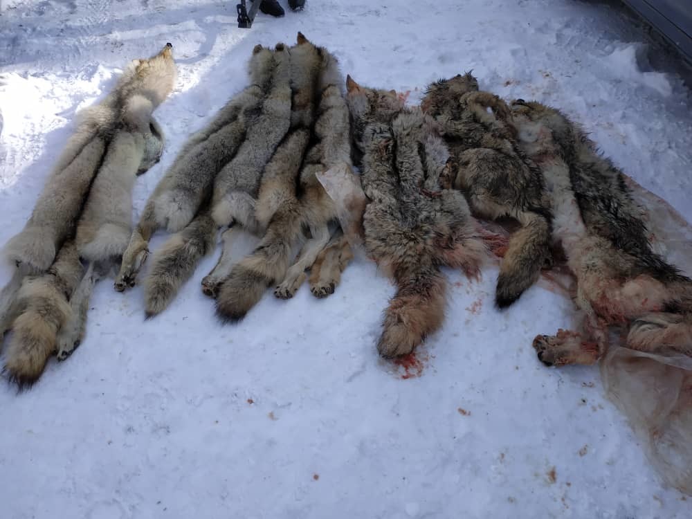 Волки, отстреленные на территории Иссык-Кульской области