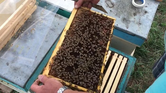 Пчелиные фермы