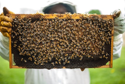 пчелиный мед