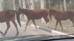 На аэропортинской трассе гуляют лошади. Видео