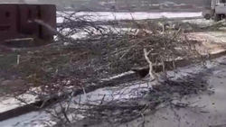 Зачем на Площади Победы срубили деревья? Видео