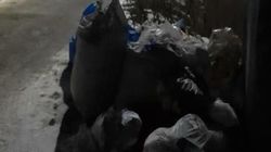 На Кызыл-Аскерской две недели не вывозят мусор. Фото жителя