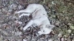 На Айтматова лежит мёртвая собака. Видео