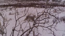 Рысь попала в объективы фотоловушек в природном парке «Хан-Тенири»