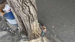 В жилмассиве Ала-Тоо стволы деревьев все еще замурованы. Фото