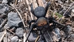 Горожанин обнаружил крупного паука возле Ботсада. Как он называется? Фото