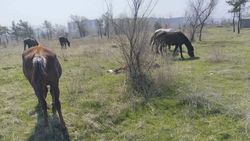 «Бишкекзеленхоз» отогнал лошадей из парка «Адинай», хозяину сделали устное предупреждение. Ответ мэрии
