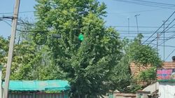 «Бишкекзеленхоз» «высвободит» светофор на Бейшеналиевой от листвы