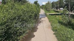 «Бишкекзеленхоз» устранит затопление тротуара на Южной магистрали