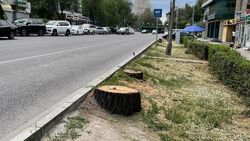 Законно ли вырубили деревья на улице Московской? - горожанин