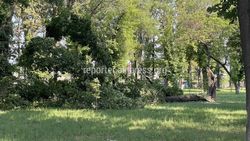«Бишкекзеленхоз» убирает упавшее дерево в парке им.Тулебердиева