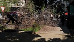 На Калыка Акиева упавшая ветка дерева перекрыла тротуар. Фото