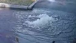 Нехватка воды в Бишкеке. В Аламедине-1 вода из люка топит тротуар. Видео