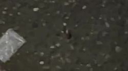 Горожанин жалуется на тараканов в районе ЦУМа. Видео