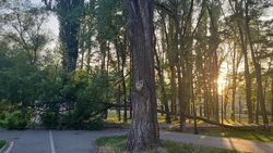 Упавшее в парке Тулебердиева дерево прогнило изнутри, - «Бишкекзеленхоз»
