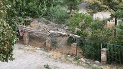 На Абая из-за ветра упало дерево. Фото