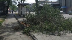 Возле остановки на Московской упала ветка дерева. Фото