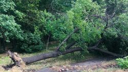 На Льва Толстого упало дерево. Фото