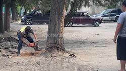В Бишкеке на Фучика—Рыскулова распиливают деревья