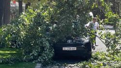 На Эркиндик—Московской ветка дерева упала на «Тойоту»