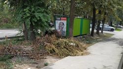 На тротуаре на Дзержинского лежат сухие ветки. Фото