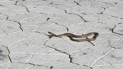 В пансионате «Чайка» на Иссык-Куле отдыхающие обнаружили змею. Видео