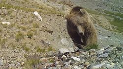 Медведь попал в объектив фотоловушки в природном парке «Хан-Тенири»