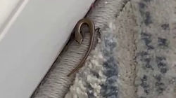 Житель жилмассива Ынтымак обнаружил дома ящерицу. Видео