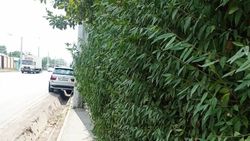 На ул.Тимура Фрунзе сложно пройти по тротуару из-за зеленых насаждений. Фото горожанина