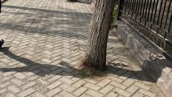 Замурованные деревья у республиканской больницы еще не освободили, - бишкекчанин