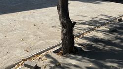 На Фучика замуровали ствол дерева. Фото