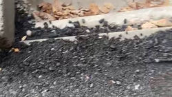 Горожанин жалуется на качество нового тротуара по улице Тоголок Молдо. Видео