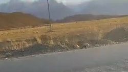 Участок дороги Балыкчы—Барскоон перекопали и оставили. Видео
