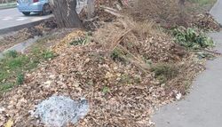 «Тазалык» вывезли сухие листья и ветки по улице Дзержинского