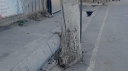 На ул.Алиева в Оше стволы деревьев замуровали в асфальт. Фото
