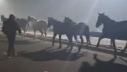 Горожанин жалуется на лошадей, которые бегают по дороге в аэропорт